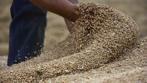 الهند تستجيب لطلب الحكومة الشرعية وتستثني اليمن من قرار حظر تصدير القمح في ظل الأزمة العالمية